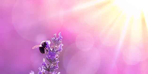 Bee in Sunbeams